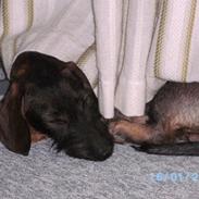 Gravhund Aksel