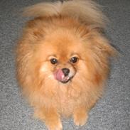Pomeranian Flik