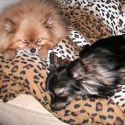 Pomeranian Flik