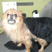 Pomeranian Flik