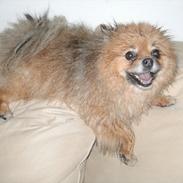 Pomeranian Flik