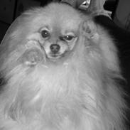 Pomeranian Flik