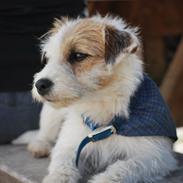 Parson russell terrier Cudweed´s Kiss Of An Angel (soya)