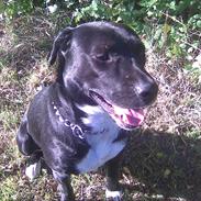 Blanding af racer tyson