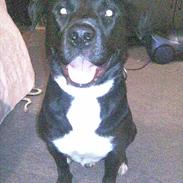 Blanding af racer tyson