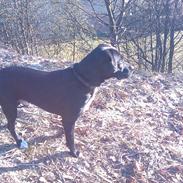 Blanding af racer tyson