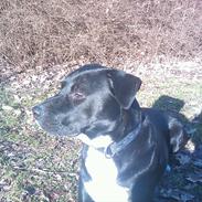 Blanding af racer tyson