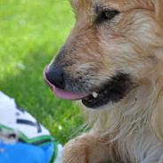 Islandsk fårehund Kato