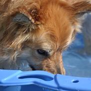 Islandsk fårehund Kato