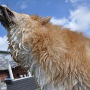 Islandsk fårehund Kato