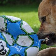Islandsk fårehund Kato