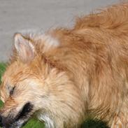 Islandsk fårehund Kato
