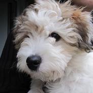 Coton de tulear Simba