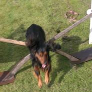 Dværggravhund Freja<3