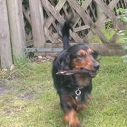 Dværggravhund Freja<3