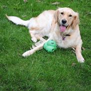 Golden retriever Mille