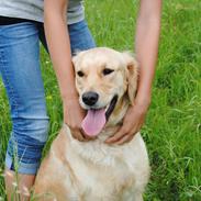 Golden retriever Mille