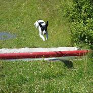 Dansk svensk gaardhund Sille <3