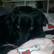 Blanding af racer Tjikko