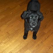 Blanding af racer Tjikko