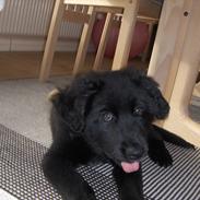 Blanding af racer Tjikko