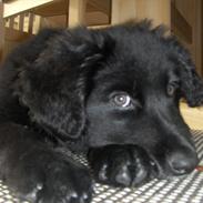 Blanding af racer Tjikko