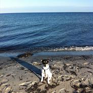 Dansk svensk gaardhund Shina