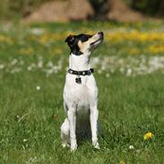 Dansk svensk gaardhund Shina