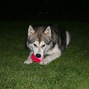 Alaskan malamute Kenzo