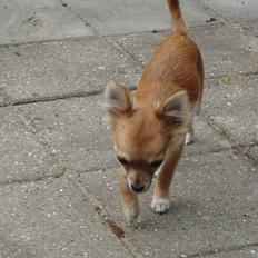 Chihuahua Adam