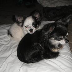 Chihuahua Frida