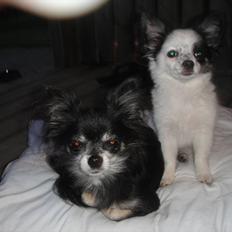 Chihuahua Frida