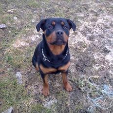 Rottweiler Sille