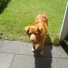 Nova scotia duck tolling retriever Sally (BHs HC)
