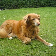 Nova scotia duck tolling retriever Sally (BHs HC)