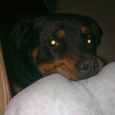 Rottweiler Sille