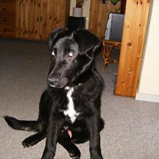 Blanding af racer Balto