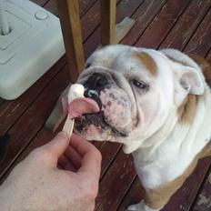 Engelsk bulldog Oskar