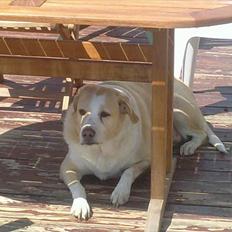 Blanding af racer Oliver