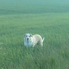 Blanding af racer Oliver