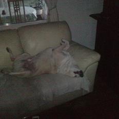 Blanding af racer Oliver