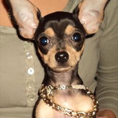 Chihuahua ¨˜”°º• Chi Chi Deluxe •º°”˜¨