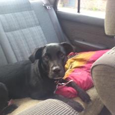 Blanding af racer Mille