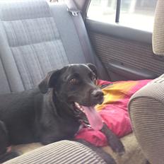 Blanding af racer Mille