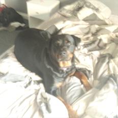 Rottweiler Pippi