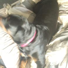 Rottweiler Pippi