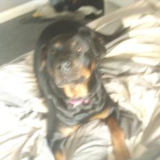 Rottweiler Pippi