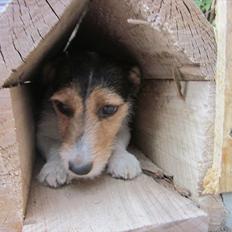 Jack russell terrier trixie