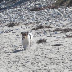 Jack russell terrier trixie