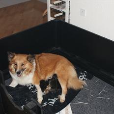 Islandsk fårehund Fenya